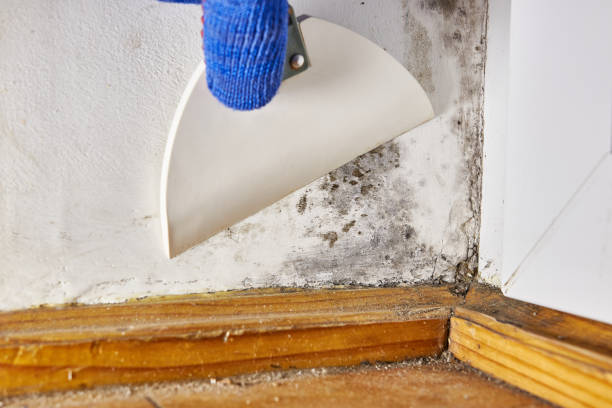 Best Mold Remediation for Healthcare Facilities  in Elkhart Lake, WI